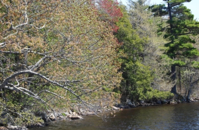 Upper Salters Lake Retreats